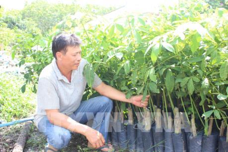 Cao su được giá làm tăng lượng sản xuất giống