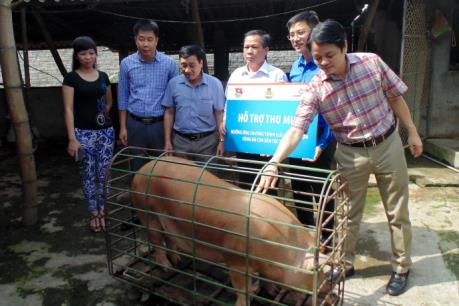 Điện Biên hỗ trợ người chăn nuôi lợn giảm bớt khó khăn