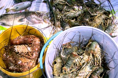 Tôm hùm chết hàng loạt tại Phú Yên