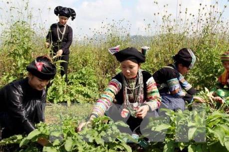 Cơ hội phát triển ngành công nghiệp dược liệu Việt Nam