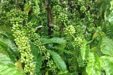 Đắk Lắk đưa các giống cà phê mới vào trồng tái canh