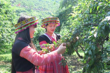 Tưng bừng Ngày hội hái quả trên cao nguyên Mộc Châu
