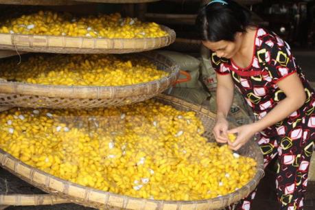 Nguy cơ thất truyền làng nghề ươm tơ Cổ Chất 