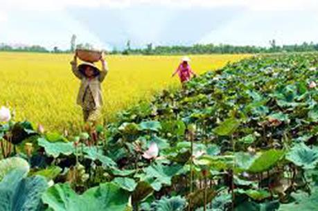 Phát triển Đồng Tháp Mười thành vùng sản xuất nông nghiệp công nghệ cao