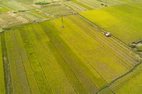 Cởi trói cho sản xuất nông nghiệp