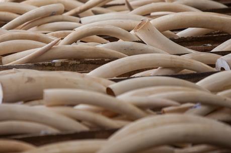 Trung Quốc triệt phá 13 vụ buôn lậu ngà voi trong 6 tháng