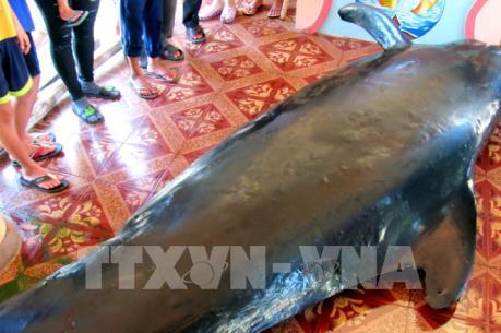 Cá voi nặng hơn một tấn dạt vào bờ biển Phú Yên