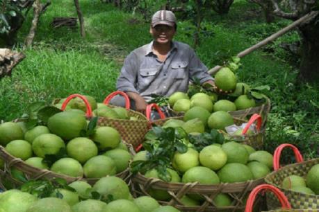 Cần khuyến cáo việc thương lái vào nhà vườn thu mua bưởi non