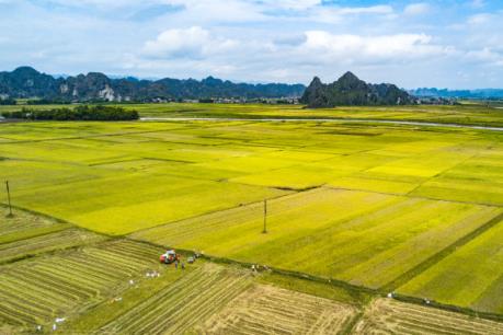 Tích tụ ruộng đất: Đi tìm phương thức ưu việt - Bài 3: Tìm phương thức tối ưu