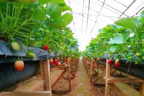 Xử lý nghiêm tình trạng "cò" lôi kéo khách tại các điểm du lịch