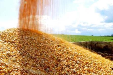 Ngô Brazil - lực cản với Mỹ trong đàm phán lại NAFTA