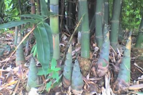 Hiệu quả từ chuỗi giá trị sản xuất măng tre Bát độ