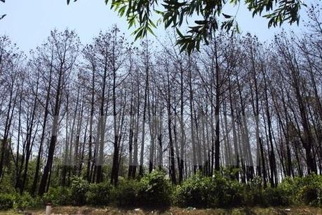 Sâu róm xuất hiện nhiều trên rừng thông ở Nghệ An 