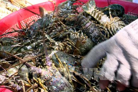 Phú Yên chưa xác định được nguyên nhân tôm hùm chết hàng loạt
