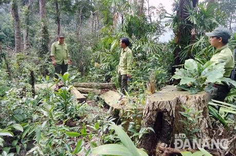 Đà Nẵng làm rõ, xử lý nghiêm vụ phá rừng tại khu vực mỏ vàng Khe Đương