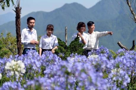 Du khách ngất ngây trước xứ hoa Sun World Fansipan Legend