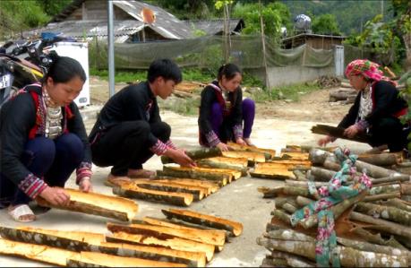 Lào Cai khai mạc ngày hội quế Bắc Hà năm 2017