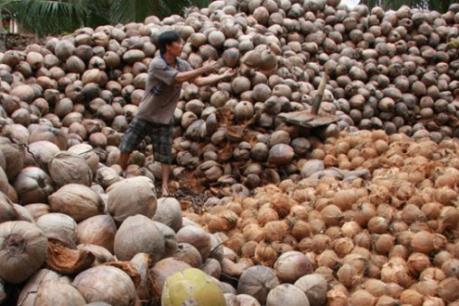 Giá dừa khô tăng gấp đôi