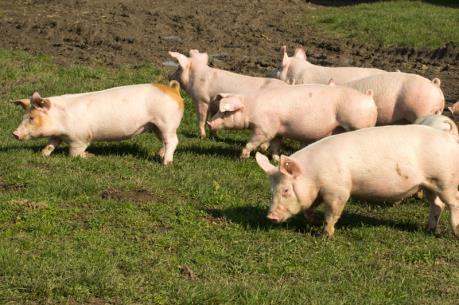 Canada vượt Mỹ về xuất khẩu thịt lợn sang Trung Quốc
