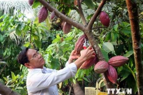 Diện tích ca cao trồng xen trong vườn dừa tại Bến Tre giảm mạnh