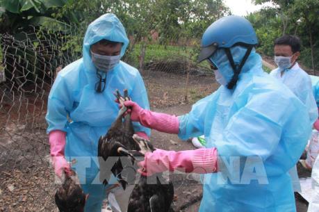 Cảnh giác với dịch cúm A/H7N9 trong thời tiết nắng nóng