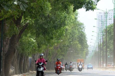 Giải tỏa cây trên đường Phạm Văn Đồng: Hà Nội ưu tiên giữ lại cây xanh