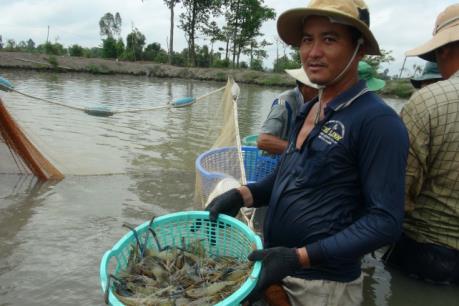 Cà Mau sản xuất liên kết chuỗi gắn với thị trường tiêu thụ trong nuôi tôm