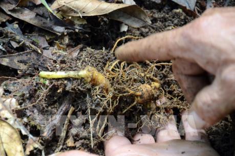 Sâm Ngọc Linh và những điều ít biết