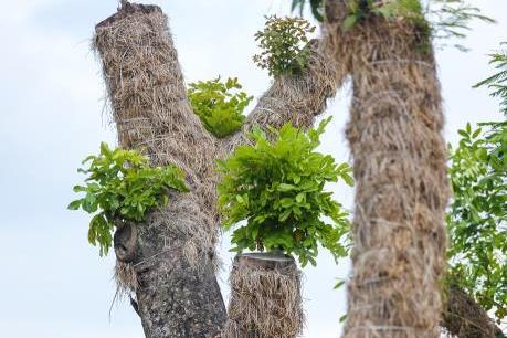 Hàng cây Xà cừ Kim Mã ra sao sau 7 tháng di chuyển về vườn ươm?