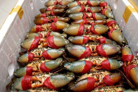 Giá cua biển tăng cao