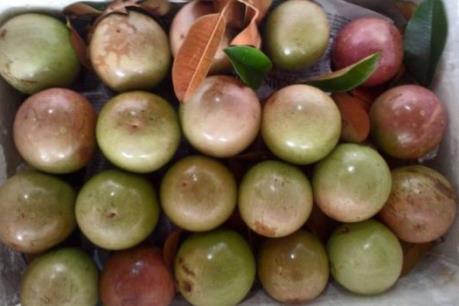 Cách nào khôi phục, phát triển cây đặc sản vú sữa Lò Rèn Vĩnh Kim