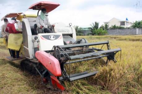 Sản lượng lúa Đông Xuân tại Đồng bằng sông Cửu Long giảm