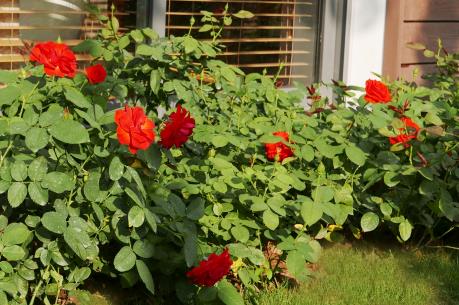 Cận cảnh biệt thự hoa hồng độc đáo cách Hà Nội 40 phút chạy xe