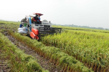 Thừa Thiên - Huế đặt mục tiêu ổn định gieo trồng 52.000 ha lúa