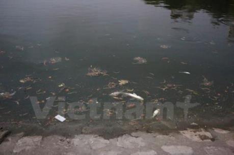 Cá chết ở hồ Hoàng Cầu có thể do thời tiết