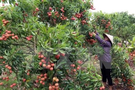 Quả vải Bắc Giang được tiêu thụ mạnh tại Trung Quốc
