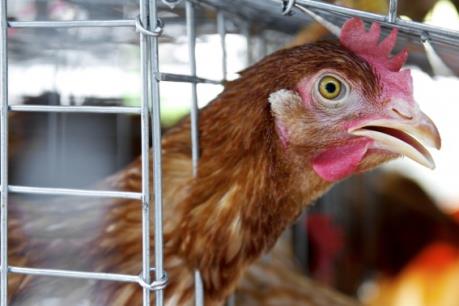 Hàn Quốc xem xét cấm buôn bán gia cầm ở các chợ truyền thống