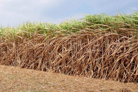 Brazil cho phép sử dụng mía biến đổi gen đầu tiên trên thế giới