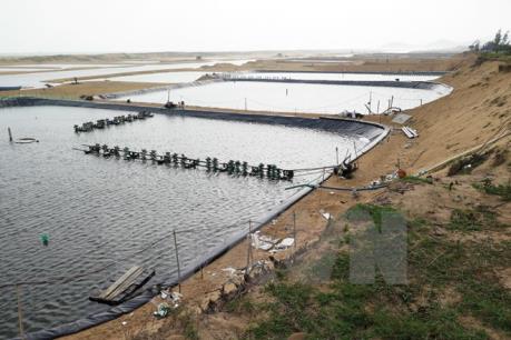 Ninh Bình: Gần 600 ha nuôi tôm bị chết chưa rõ nguyên nhân