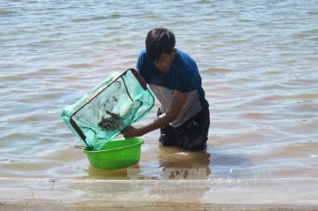 Mở hướng xuất khẩu ngao sạch sang thị trường châu Âu