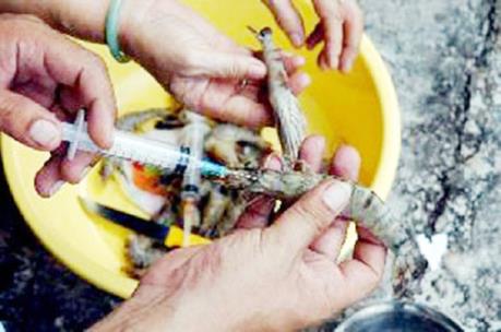 Bạc Liêu: Bắt quả tang 2 cơ sở bơm tạp chất vào tôm nguyên liệu