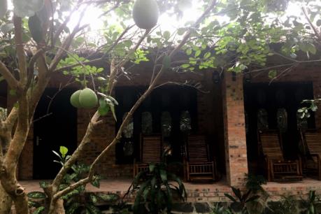 Thừa Thiên - Huế mở rộng vùng trồng cây đặc sản thanh trà