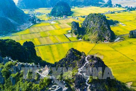 Ảnh đẹp Danh thắng Tam Cốc - Bích Động mùa lúa chín