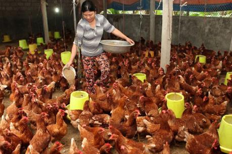 Người nuôi gà ở Trà Vinh thua lỗ nặng
