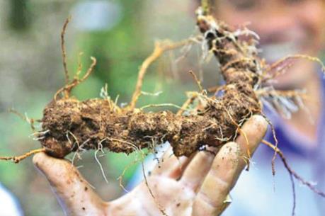 Giải pháp nào để phát triển cây sâm Ngọc Linh?