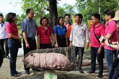 LienVietPostBank giải cứu đàn lợn, hỗ trợ người dân chăn nuôi tại Quảng Trị