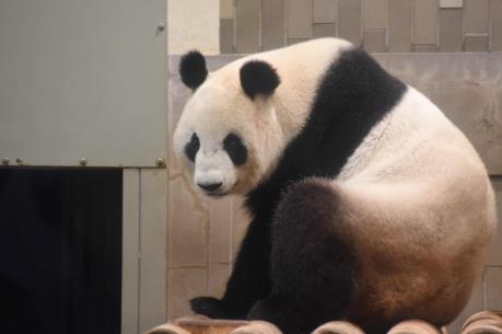 Nhật Bản: Gấu trúc khổng lồ sinh con lần đầu tiên