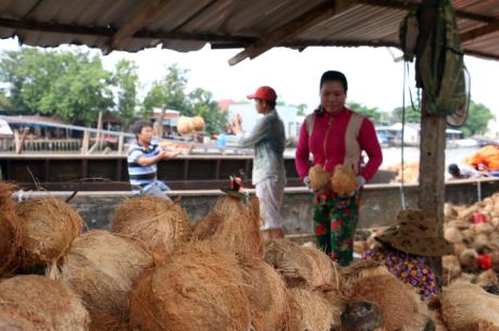 Được giá, mất mùa dừa tại Bến Tre - Bài 1: Năng suất giảm, giá dừa khô cao