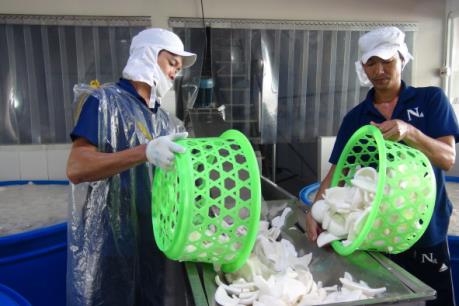 Được giá, mất mùa dừa tại Bến Tre - Bài 2 : Doanh nghiệp chế biến gặp khó