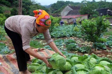 Chính phủ ban hành nghị quyết về xây dựng nghị định về tổ hợp tác